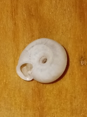 Polygyra cereolus