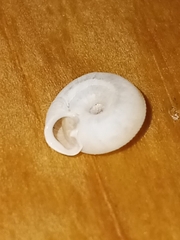 Polygyra cereolus