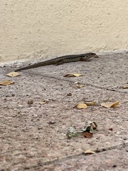 Concinnia tenuis