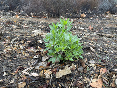 Laurus nobilis