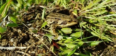 Rana amurensis