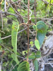 Stigmaphyllon emarginatum