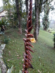 Vriesea