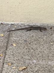 Concinnia tenuis