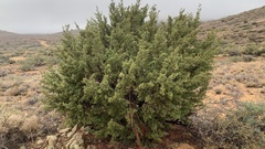 Juniperus