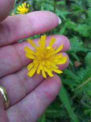 Hieracium tridentatum