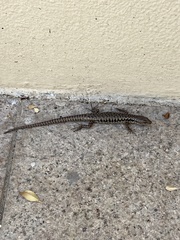 Concinnia tenuis