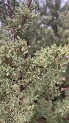 Juniperus