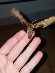 Protambulyx eurycles