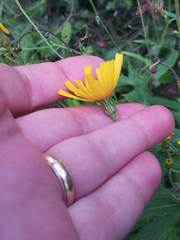 Hieracium tridentatum