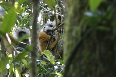 Propithecus diadema