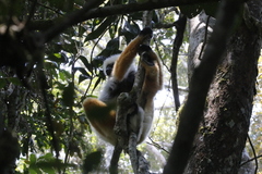 Propithecus diadema