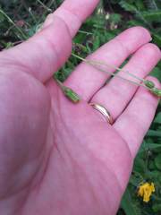 Hieracium tridentatum