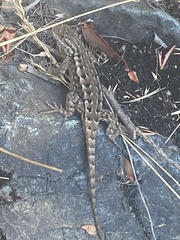 Sceloporus occidentalis occidentalis