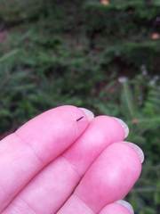 Hieracium tridentatum