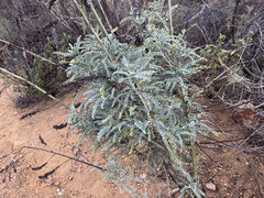 Astragalus brauntonii