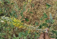 Crotalaria incana