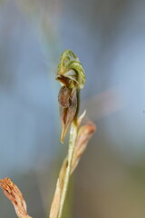 Pterostylis aciculiformis