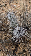 Echinocereus engelmannii fasciculatus