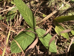 Flemingia macrophylla