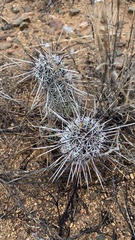 Echinocereus engelmannii fasciculatus