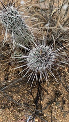 Echinocereus engelmannii fasciculatus