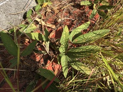 Flemingia macrophylla