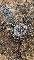 Echinocereus engelmannii fasciculatus