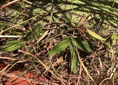 Flemingia macrophylla