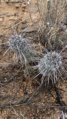 Echinocereus engelmannii fasciculatus
