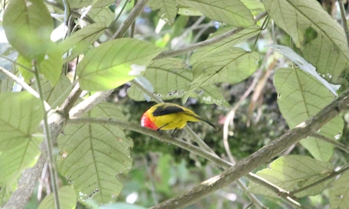 Red-hooded Tanager (Piranga rubriceps), photo 5