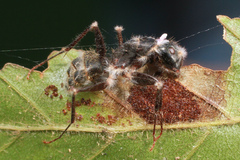 Ophiocordyceps unilateralis