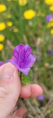 Echium