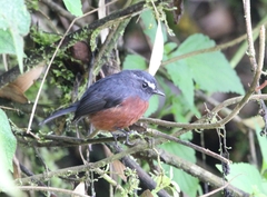 Ochthoeca cinnamomeiventris