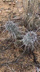 Echinocereus engelmannii fasciculatus