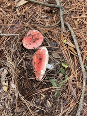 Russula rhodocephala