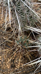 Echinocereus engelmannii fasciculatus