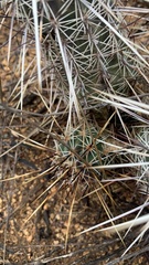 Echinocereus engelmannii fasciculatus