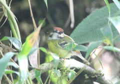 Poecilotriccus ruficeps
