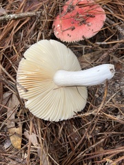 Russula rhodocephala