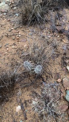 Echinocereus engelmannii fasciculatus