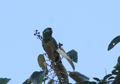 Leptosittaca branickii