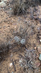 Echinocereus engelmannii fasciculatus