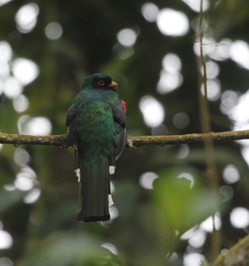 Trogon personatus