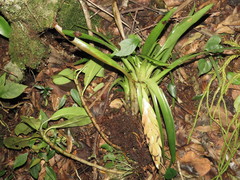 Tillandsia multicaulis