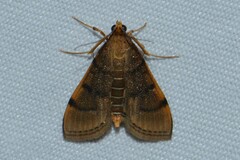 Omiodes indicata