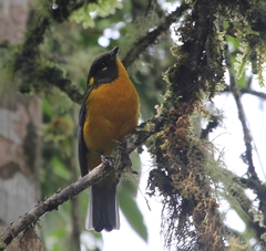 Anisognathus lacrymosus