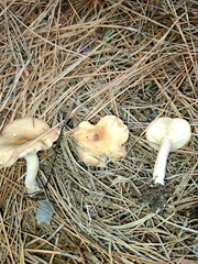Lactarius imperceptus