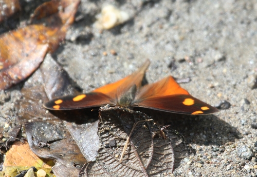 Corades chelonis