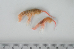 Wimvadocus torelli